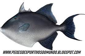 Peixes Desportivos Do Mundo O Peixe Porco Balistes Capriscus Gmelin 1789