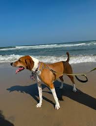 Kann nicht herausfinden, was für eine Hunderasse unser Hund ist… :  r/coonhounds