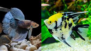 King Betta With Sparkling Gourami? - General Discussion - C.A.R.E.