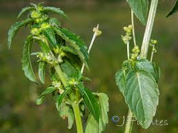 Image result for Melinis ambigua