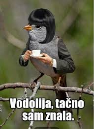Birds Outside My Window Meme Pin By Dragana On Aquarius Vodolija Animal Behavior Animals Instagram