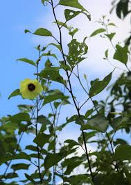 Image result for Azanza lampas