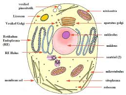 Sel tumbuhan berbeda dengan sel hewan. Gambar Sel Hewan Dan Sel Tumbuhan Beserta Keterangannya Pdf Free Download