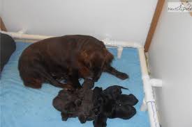 Check spelling or type a new query. Flat Coated Retriever Puppy For Sale Near Dayton Springfield Ohio 5498ad73 6531