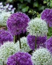 Allium Around The Globe Collection Allium Flowers Bulb Flowers Partial Shade Plants