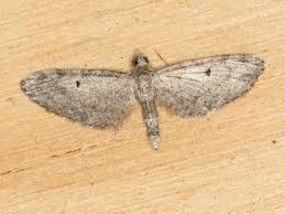 Image result for Eupithecia conterminata