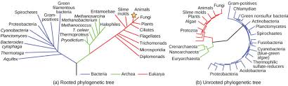 structure of phylogenetic trees biology for majors i