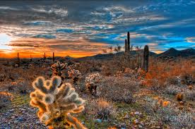 Check spelling or type a new query. Cholla Cactus Sunrise In The Arizona Desert Atek Engineering Consultants Llc