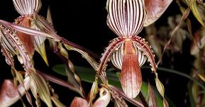 Orchid Appreciation Day