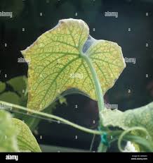 Image result for spider mites on cucumbers