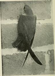 Inflate the plug halfway by blowing into the tube. Chimney Swifts The Federally Protected Bird That Might Move Into Your Chimney Chimney And Wildlife