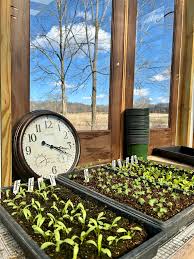 What has happened to my pumpkin plant? I was gone for a day and a half and  came home to this, the plant looked totally healthy prior to me leaving.