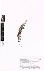 Image result for Abrodictyum