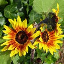 Sunflower Seeds All Sorts Mix Sow True Seed