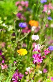 Pin Von Handmadebyjade Com Auf Bergwelt Wildblumenwiese Blumen Wiese Wildblumen Wiese
