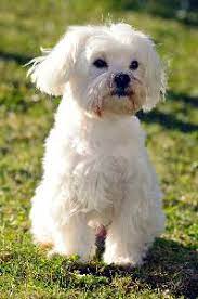 Maltese Dogs Seizures