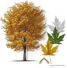 How will i know when to move them to next larger pots, or can i jump to much larger all at once? Texas A M Forest Service Trees Of Texas List Of Trees Maple Tree Seeds Silver Maple Tree Maple Tree Landscape