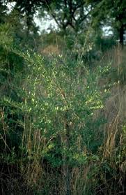 Image result for Securidaca longepedunculata