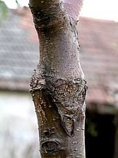 Techniques, tips, cautions and supplies. Grafting Wikipedia