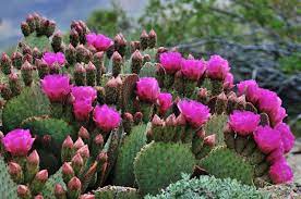 Cacti flowers are typically quite spectacular and very complex. Blooming Cactus All Things Succulent Stingray Villa