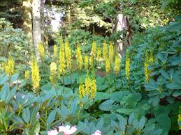 Image result for Ligularia sibirica