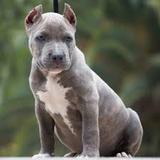 Shots abd deworming is up to date. Pin On Puppies For Sale