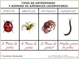 Resultado de imagen de clasificacion de los insectos para niños