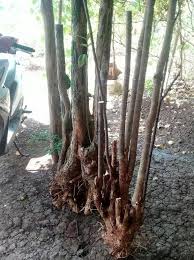 Fungsi utama daun ialah untuk. Bonsai Jalitri Posts Facebook