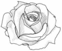 Rose Values 4 Roses Drawing Drawings Flower Drawing