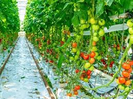 Planta greenhouses offers backyard and commercial, heavy duty, greenhouses for sale. Hydroponic Greenhouse Build From Scratch Or Buy A Kit