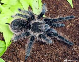 Pin Von Andrea Mueller Koch Auf Spinnen Spinne