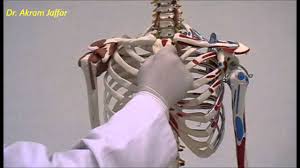 Lessons on the bone markings of the ribs and sternum. Osteology Of Thoracic Cage Sternum Youtube