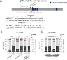 Find authorized novels in webnovel, faster updates. Neuronal Octopamine Signaling Regulates Mating Induced Germline Stem Cell Proliferation In Female Drosophila Melanogaster Biorxiv