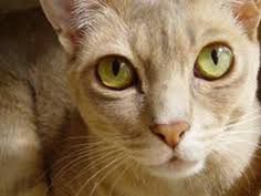 These include brown, chocolate, caramel, gold, blue, peach, and lilac. Australian Mist Cats Pet Health Insurance Tips