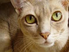 Their conviction that no person or animal could do anything but love them leads to ease of integration with any but the extremely aggressive. Australian Mist Cats Pet Health Insurance Tips