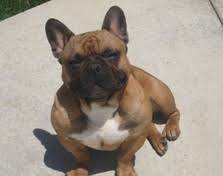 We charge $3000 for stud fee and prefer a deposit to know that people are serious. Stud Service French Bulldogs