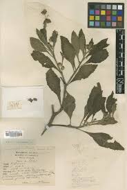 Image result for Vernonia daphnifolia