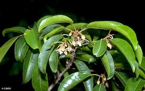 Image result for Mimusops