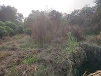 Image result for Pseudoconyza