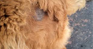 Have a good look to see if there are unusually bad odors coming from the mouth or ears. My Dog Has Bumps And Bald Spots On His Skin Petcoach