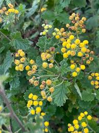 Image result for Schistostephium crataegifolium