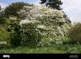 Image result for Cornaceae