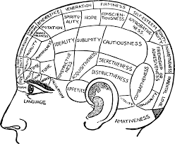 Brain Chart Diagram Free Vector Graphic On Pixabay