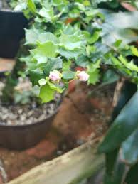 Image result for Malpighia coccigera