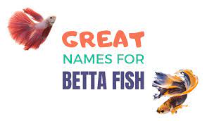 I think bay bay is a good idea. Betta Fish Names What Should I Call My Betta Fish