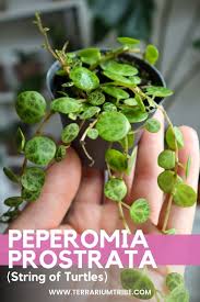 We did not find results for: Peperomia Prostrata How To Grow The String Of Turtles Terrarium Tribe