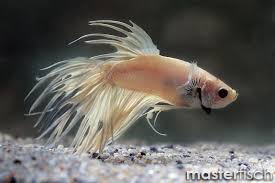 Crowntail bettas are one of several varieties of betta fish, known for their spectacular caudal fins, which can grow to 3 times the size methods. Betta Crowntail White Platinium Betta Splendens Online Shop