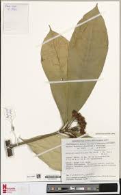 Image result for Ritchiea