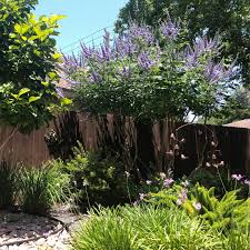 Image result for Vitex amaniensis