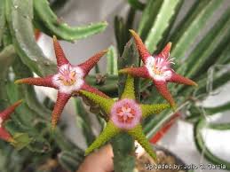 Image result for Eulophia flavopurpurea